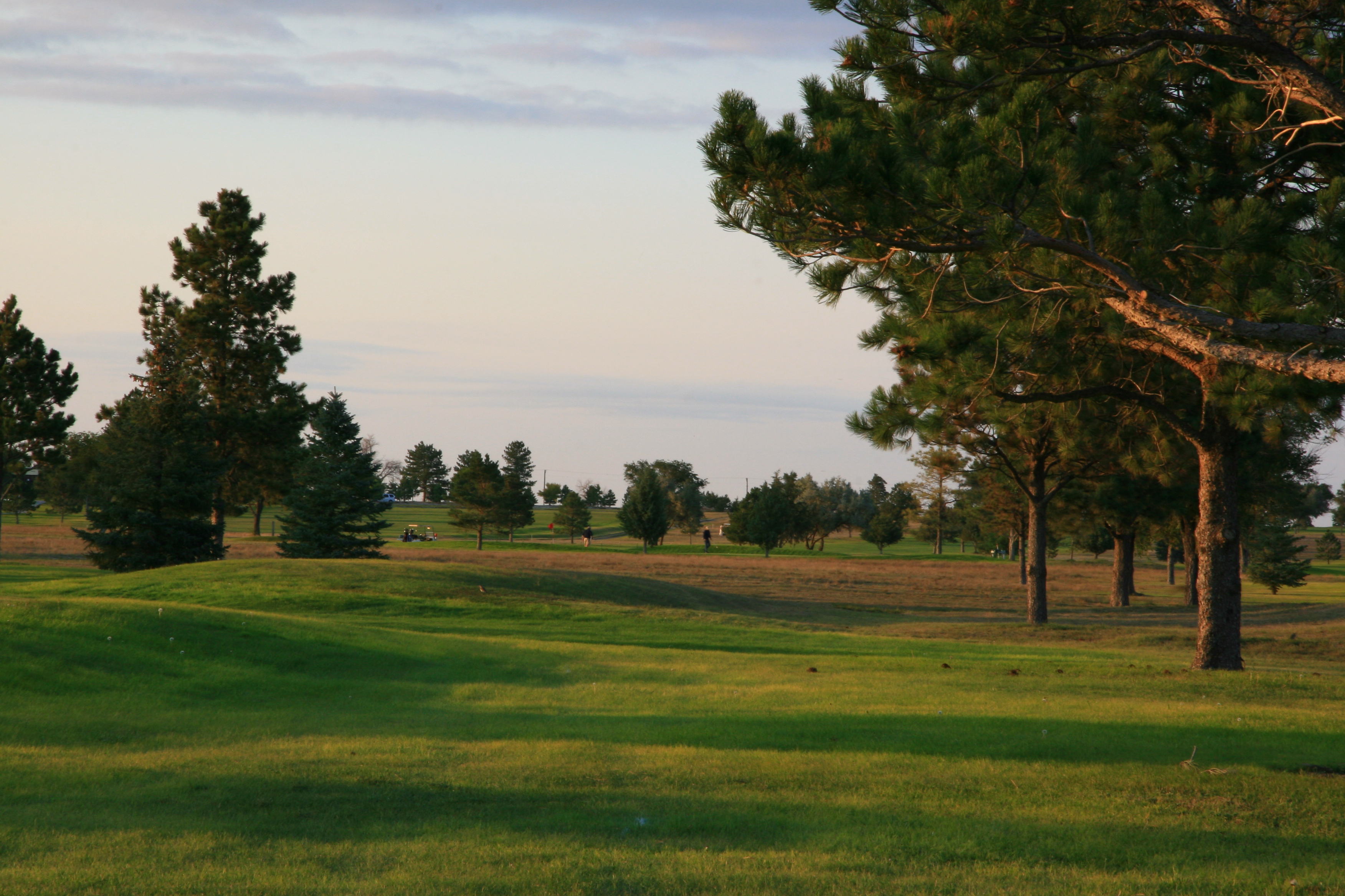 Trees lining golf course fairway